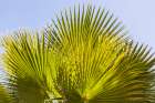 Cairo-Egypt Sun shining through a fan palm Art Print